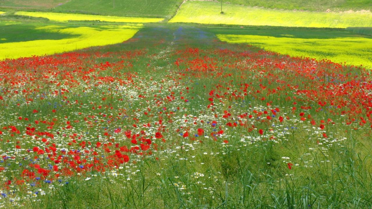 Castelluccio Umbria Italy